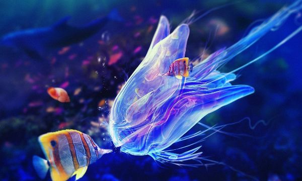 这么热的天鱼是不是被热死了