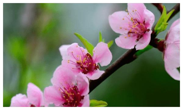 下半年，遇到喜事四大生肖，爱情甜蜜美满，桃花运好！休闲区蓝鸢梦想 - Www.slyday.coM