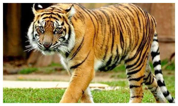 属虎人不简单,今年两大吉星高照,财运爆发“负翁”变“富翁”!休闲区蓝鸢梦想 - Www.slyday.coM 属虎人不简单,今年两大吉星高照,财运爆发“负翁”变“富翁”!休闲区蓝鸢梦想 - Www.slyday.coM