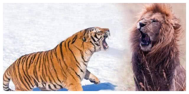 东北虎2分钟打趴非洲雄狮,实力证明谁才是大王,镜头拍下全过程