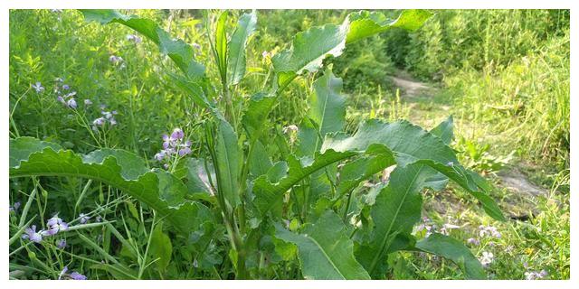 又叫野菠菜,山大黄,当药,山羊蹄,牛耳朵大黄,酸汤菜,酸溜溜,鸡爪黄连