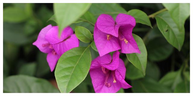 8月9日 15日爱情运势 情真意切 牵肠挂肚 倾心无悔的四大星座 运势 星座 伴侣 新浪新闻