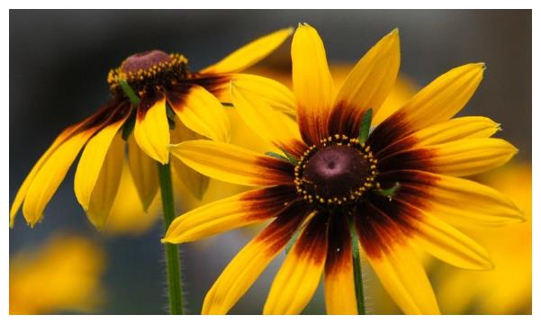 黑心菊寓意是公平公正,代表着公平和正义,有着评判正确与否的标准.