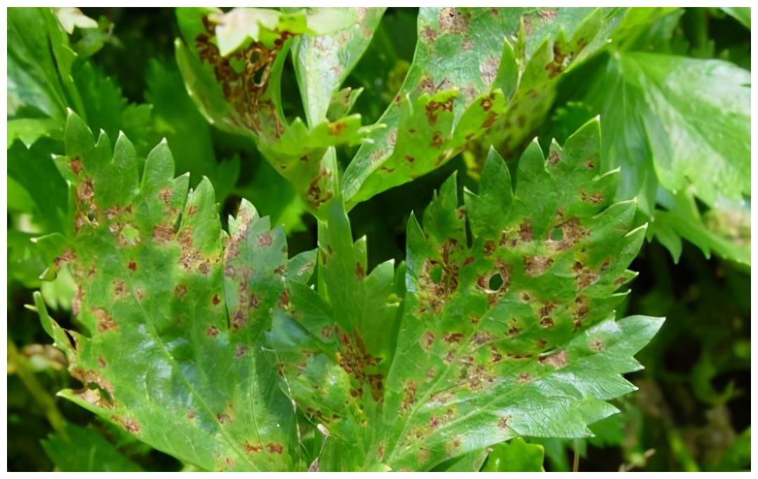 芹菜斑枯病防治日光温室冬季易发生需及时防治