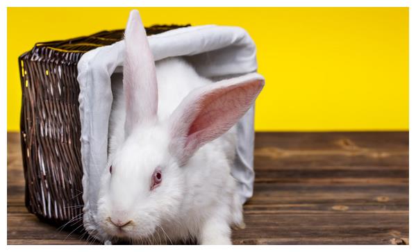 10月27号一到,"兔兔兔"会遇见这个人,是你未来2个月的大贵人