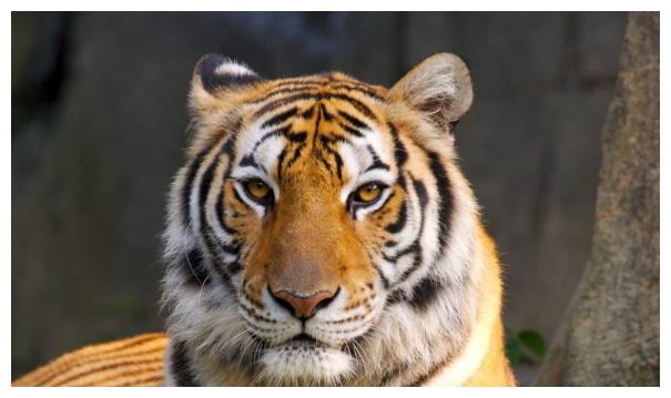 属虎人不简单,今年两大吉星高照,财运爆发“负翁”变“富翁”!休闲区蓝鸢梦想 - Www.slyday.coM 属虎人不简单,今年两大吉星高照,财运爆发“负翁”变“富翁”!休闲区蓝鸢梦想 - Www.slyday.coM