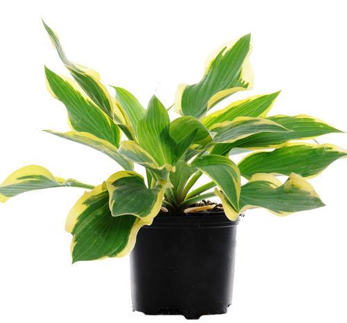 家里养上玉簪花,整房间都飘满香气,好看又好闻,关键还适合新手