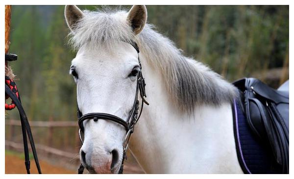 曾出镜演绎白龙马的白马最后结局相当惨烈原因到底是啥
