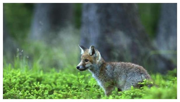 给孩子最好的爱,家长要学会"狐狸法则",孩子长大才会有出息|小狐狸
