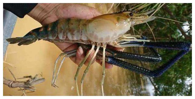 继小龙虾之后,这种"虾王"出现在国内,个头巴掌大,完胜小龙虾