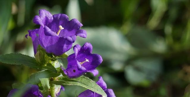 别错过这款网红花 花朵如小铃铛 香气馥郁 双季节 别错过这款网红花 花朵如小铃铛 香气馥郁 双季节