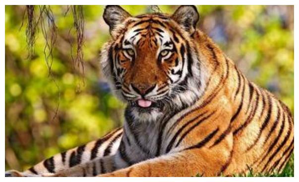 属虎人不简单,今年两大吉星高照,财运爆发“负翁”变“富翁”!休闲区蓝鸢梦想 - Www.slyday.coM 属虎人不简单,今年两大吉星高照,财运爆发“负翁”变“富翁”!休闲区蓝鸢梦想 - Www.slyday.coM