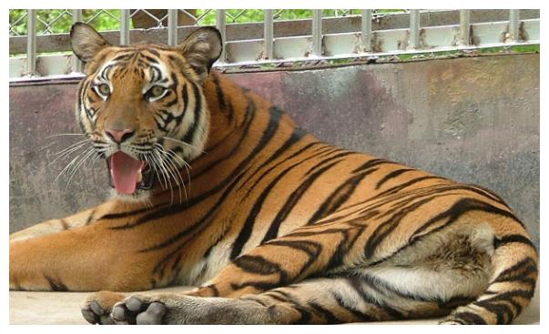 生肖虎来了,生于这五个月的属虎人,一生终会大富大贵发大财|肖虎|生肖