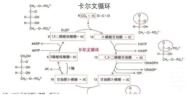 卡尔文循环中碳原子的转移途径|卡尔文|磷酸|原子_新浪新闻