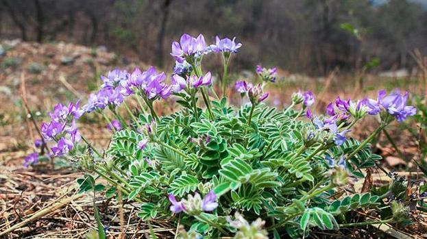 不过经过调查发现,米布袋实际上是豆科植物,还有着老鼠布袋,甜地丁