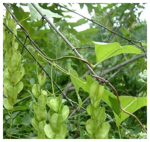 農村此植物名字繞口,叫做穿龍薯蕷,營養價值還便宜