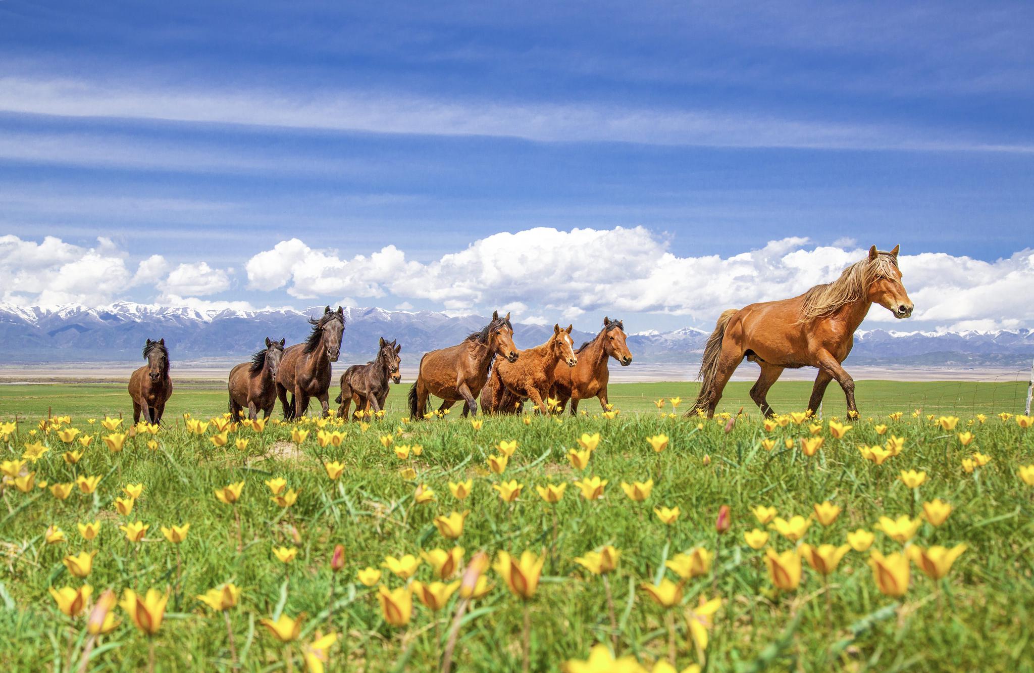 伊犁绍兴网站建设_(新疆伊犁建设工程招标信息网)