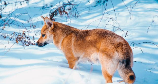 雪乡的困惑:餐厅和酒店都已经明码标价,为何游客还是觉得会被坑休闲区蓝鸢梦想 - Www.slyday.coM 雪乡的困惑:餐厅和酒店都已经明码标价,为何游客还是觉得会被坑休闲区蓝鸢梦想 - Www.slyday.coM