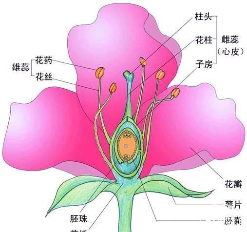 果树的花蕾疏除与花的构造与性别
