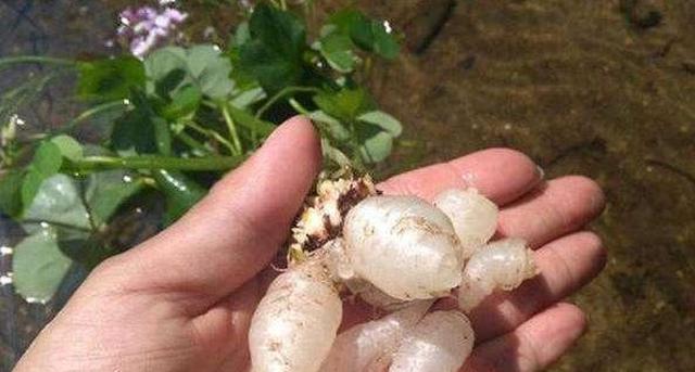 三叶草的果实,晶莹剔透的水晶人参,吃着一股清甜之味扑嘴而来