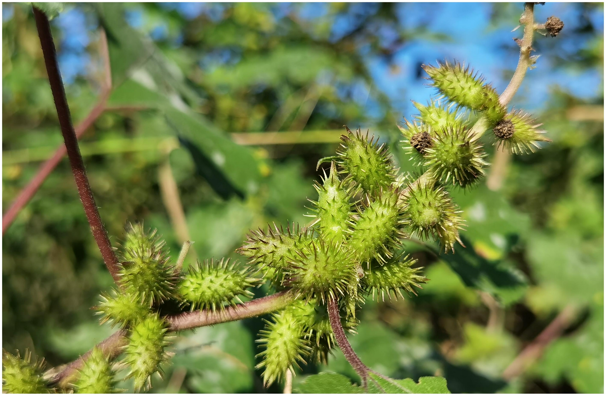 农村路边常见的野草苍耳子,生活3大用途,好多人遇到不重视__财经头条
