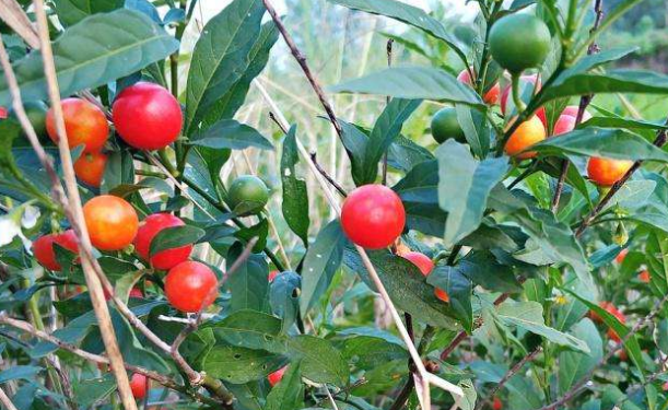 吉庆果好养又耐旱四季挂满红果果不会养花的都养它