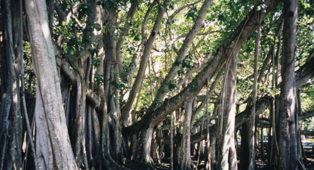 印度有一棵老榕树,占地15000平方米,真正的“独木成林”!休闲区蓝鸢梦想 - Www.slyday.coM 印度有一棵老榕树,占地15000平方米,真正的“独木成林”!休闲区蓝鸢梦想 - Www.slyday.coM