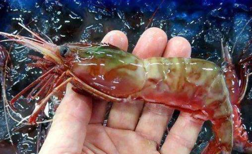 肚子里藏着小葡萄的虾你见过吗一只百元却是天下奇鲜