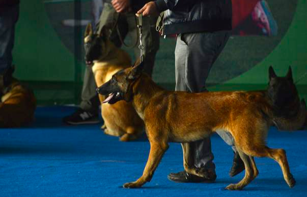 既然训犬师这么赚钱,那我们应该怎么做呢?