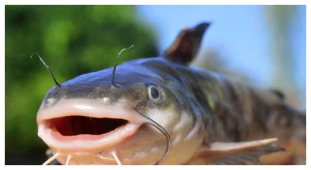 娱乐圈动物系长相大盘点猴系鲶系长相吃香肖战赵丽颖也被归类