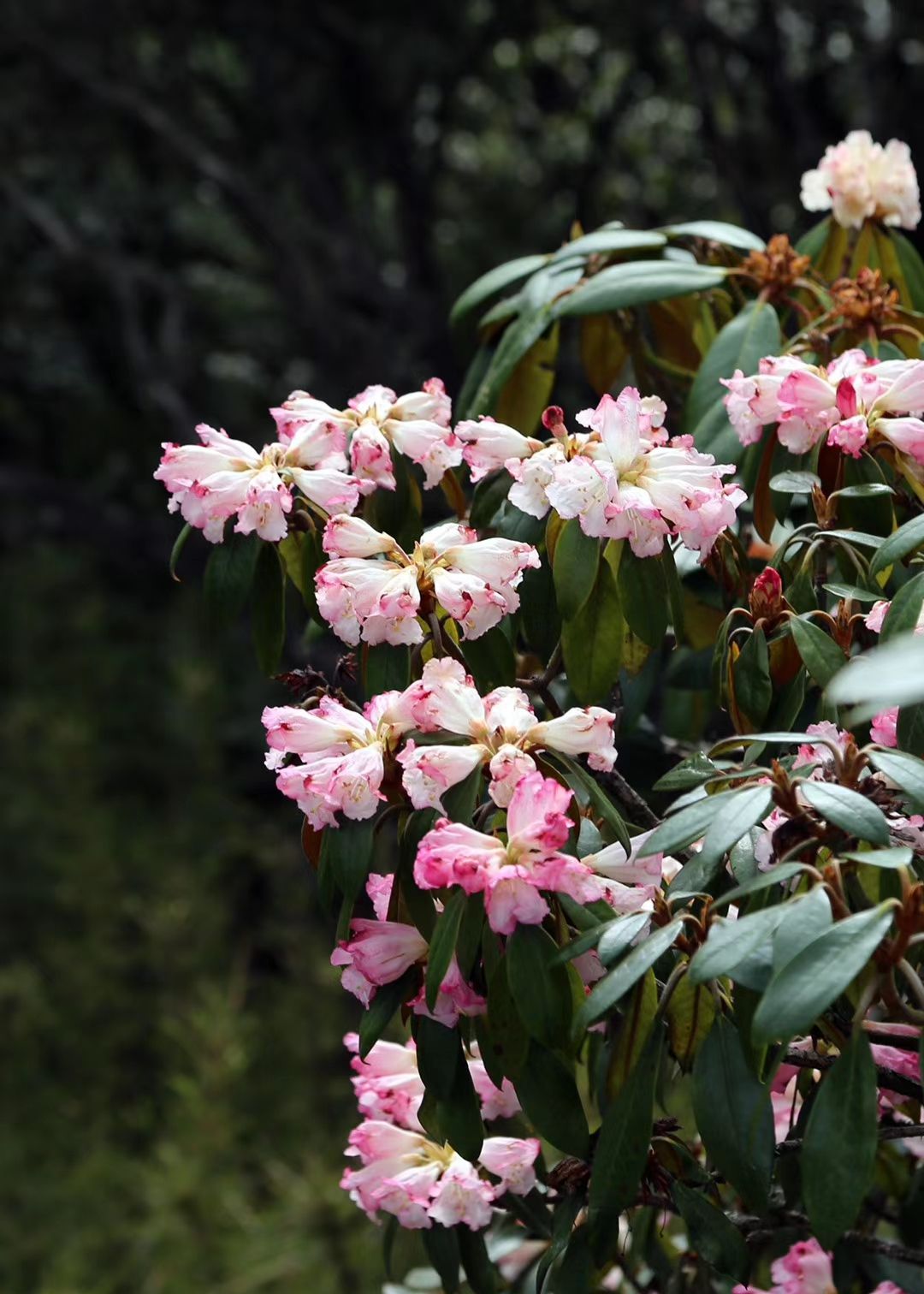 昆明禄劝轿子雪山 高山上的杜鹃花开了 赏花很爽