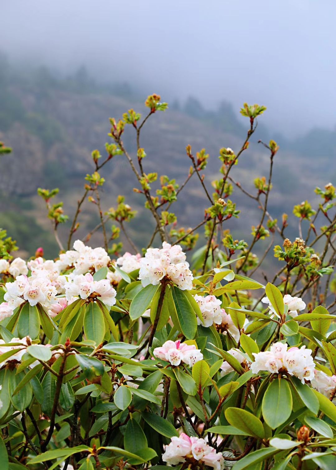 昆明禄劝轿子雪山 高山上的杜鹃花开了 赏花很爽