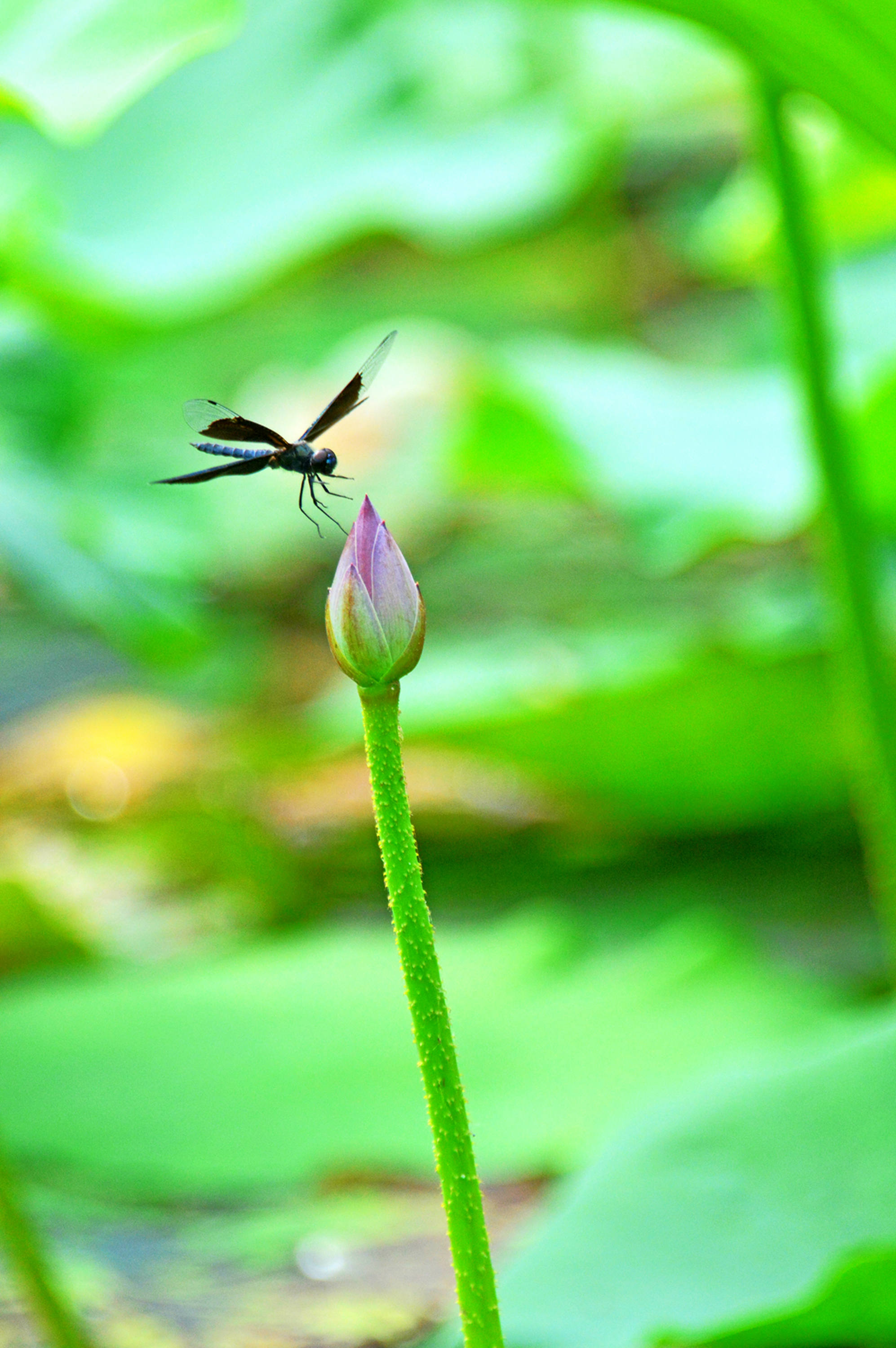 丰泰苑荷塘随拍江苏省无锡市锡山区锡北镇