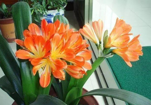 4种花养在家里,漂亮又好养,寓意吉祥人人爱,家里养真适合__财经头条
