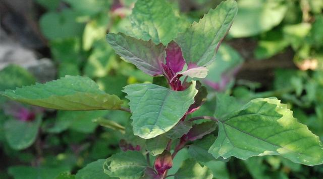 这野草，路边常见，钙含量是牛奶的3倍，却被误认为有毒，可惜了休闲区蓝鸢梦想 - Www.slyday.coM