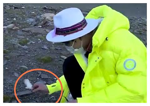 极挑正面回应雪兔子事件,粉丝却被第一条评论吸引,我没看错吧