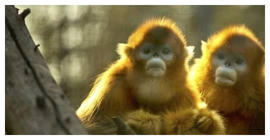 从性格看命运，不同年份出生的属猴人性格如何？各自的命运又怎样休闲区蓝鸢梦想 - Www.slyday.coM