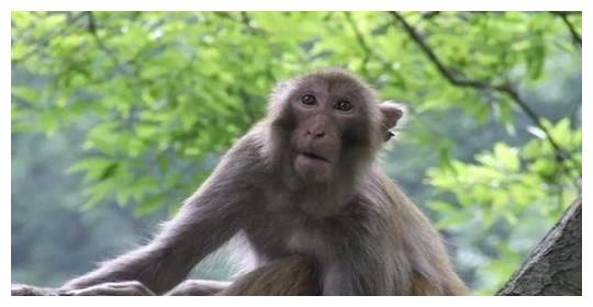 从性格看命运，不同年份出生的属猴人性格如何？各自的命运又怎样休闲区蓝鸢梦想 - Www.slyday.coM