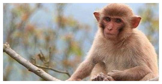 从性格看命运，不同年份出生的属猴人性格如何？各自的命运又怎样休闲区蓝鸢梦想 - Www.slyday.coM