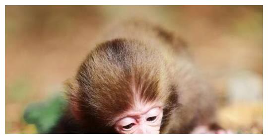 从性格看命运，不同年份出生的属猴人性格如何？各自的命运又怎样休闲区蓝鸢梦想 - Www.slyday.coM