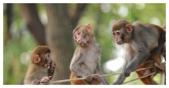 从性格看命运，不同年份出生的属猴人性格如何？各自的命运又怎样休闲区蓝鸢梦想 - Www.slyday.coM