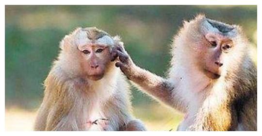 从性格看命运，不同年份出生的属猴人性格如何？各自的命运又怎样休闲区蓝鸢梦想 - Www.slyday.coM