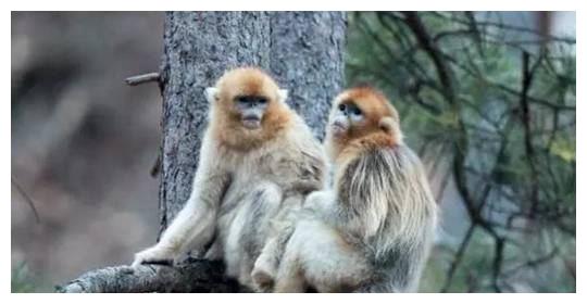 从性格看命运，不同年份出生的属猴人性格如何？各自的命运又怎样休闲区蓝鸢梦想 - Www.slyday.coM