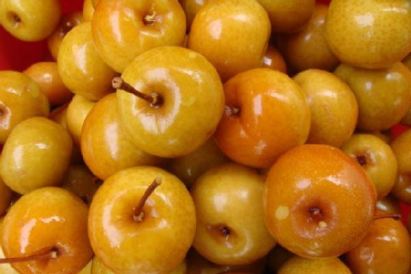 南方的一种怪水果,又苦又涩没人吃,到了潮汕,孩子和鸟抢着吃休闲区蓝鸢梦想 - Www.slyday.coM 南方的一种怪水果,又苦又涩没人吃,到了潮汕,孩子和鸟抢着吃休闲区蓝鸢梦想 - Www.slyday.coM