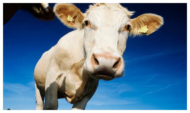 2021年丑牛人别离开以下2个人他们是你牛年的活财神