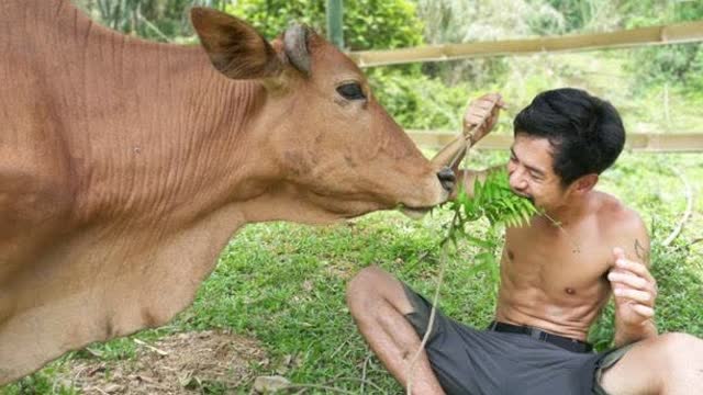 牛人小哥独自在荒野求生,意外抓到头受伤的大黄牛,这下子乐坏了