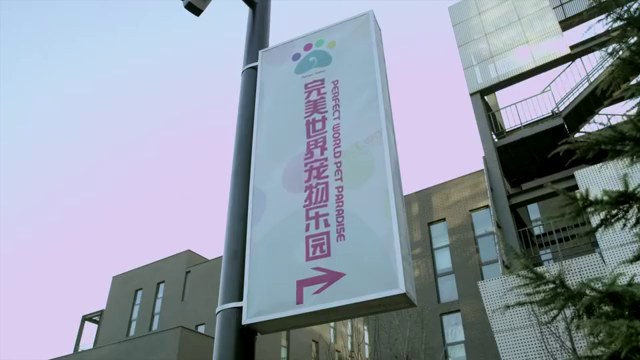 神犬小七:神犬小七走了,家里的鹦鹉整天叫着小七的名字,心酸