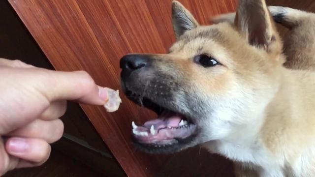 男子投喂流浪狗被咬，恼羞成怒开枪把狗打死，被指控虐待动物休闲区蓝鸢梦想 - Www.slyday.coM