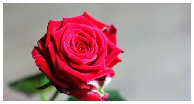 心理测试 4朵花, 你喜欢哪朵 秒测你在12月份会有多幸运 超准休闲区蓝鸢梦想 - Www.slyday.coM