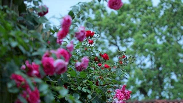 粉丝模仿李子柒,打造属于自己的“梦幻庄园”,网友:真让人羡慕休闲区蓝鸢梦想 - Www.slyday.coM 粉丝模仿李子柒,打造属于自己的“梦幻庄园”,网友:真让人羡慕休闲区蓝鸢梦想 - Www.slyday.coM